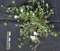 棣欐腐鍥戒骇榛勮搲鐗堟潹璐靛 棣欐腐鍥戒骇榛勮搲鐗堟潹璐靛